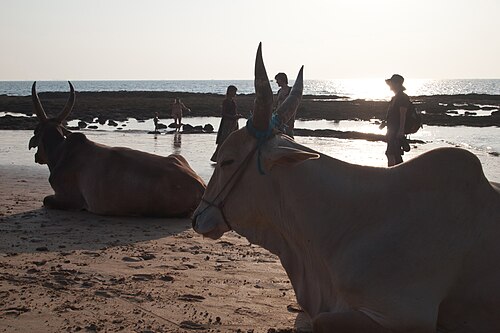 Anjuna · Kühe am Anjuna Beach.