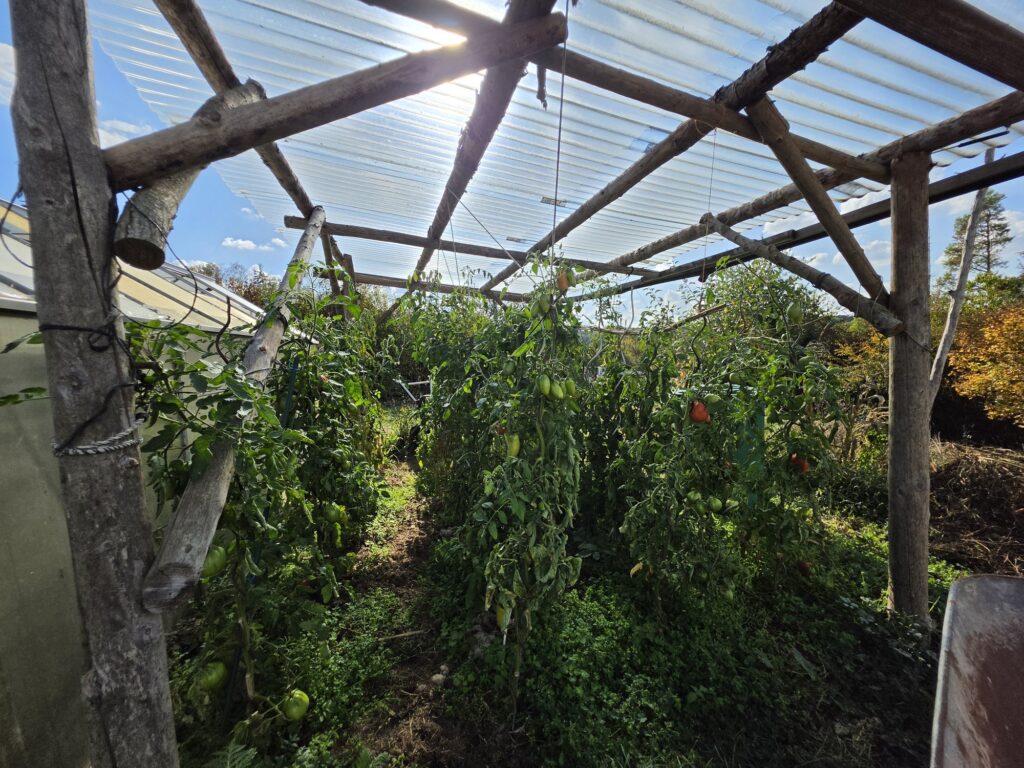 Tomaten unter dem Plexiglasdach